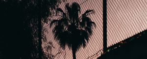 Preview wallpaper palm tree, night, net, fence, darkness