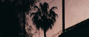 Preview wallpaper palm tree, night, net, fence, darkness