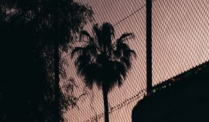 Preview wallpaper palm tree, night, net, fence, darkness