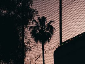 Preview wallpaper palm tree, night, net, fence, darkness