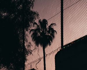 Preview wallpaper palm tree, night, net, fence, darkness