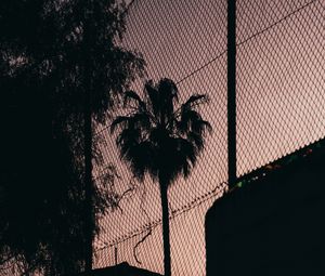 Preview wallpaper palm tree, night, net, fence, darkness