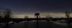 Preview wallpaper palm tree, night, silhouette, sky, dark