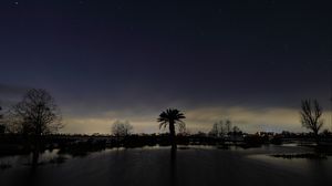 Preview wallpaper palm tree, night, silhouette, sky, dark