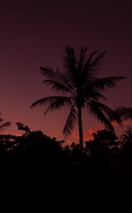 Preview wallpaper palm tree, night, sky, branches