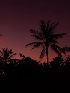 Preview wallpaper palm tree, night, sky, branches