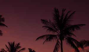 Preview wallpaper palm tree, night, sky, branches