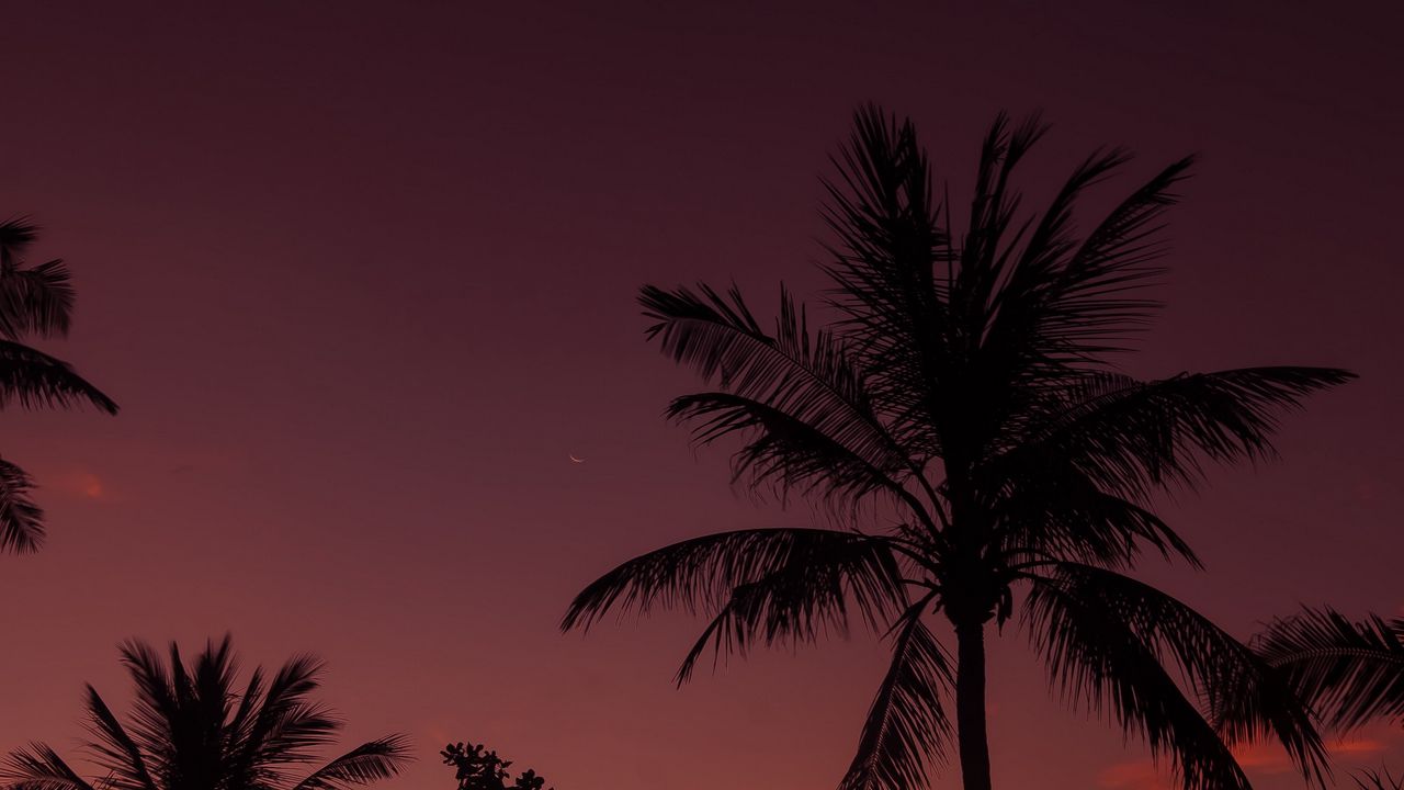 Download wallpaper 1280x720 palm tree, night, sky, branches hd, hdv ...