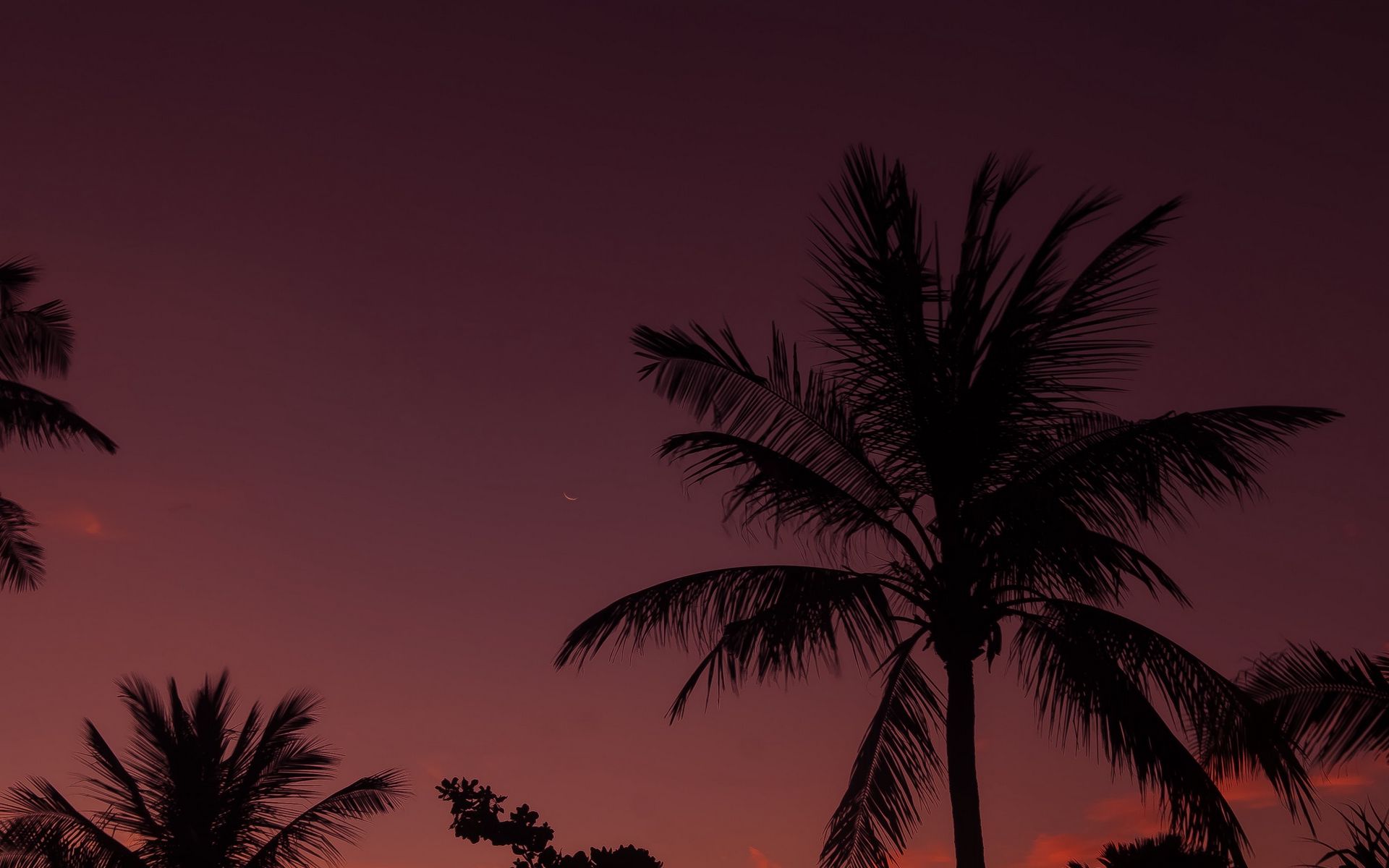 Download wallpaper 1920x1200 palm tree, night, sky, branches widescreen