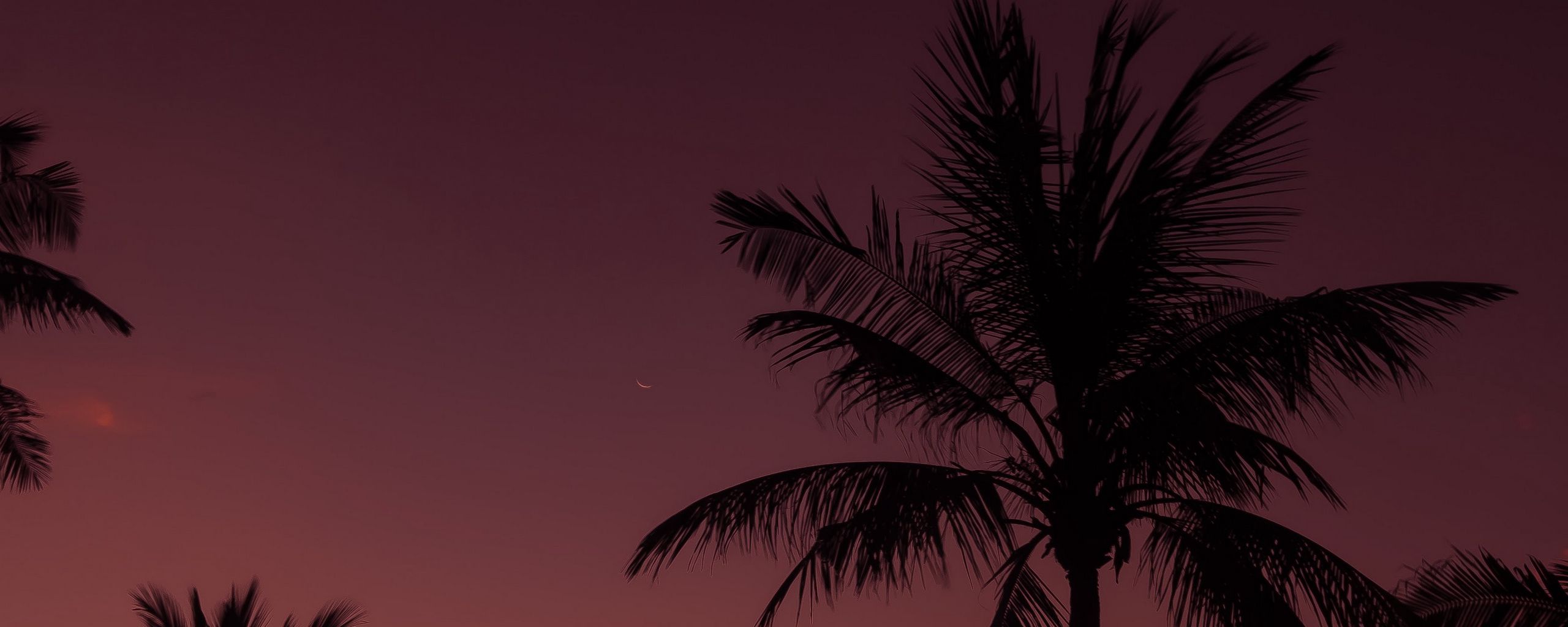 Download wallpaper 2560x1024 palm tree, night, sky, branches ultrawide ...