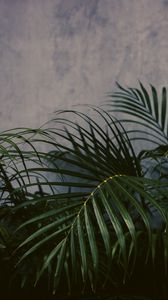 Preview wallpaper palm tree, plant, leaves, green