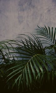 Preview wallpaper palm tree, plant, leaves, green