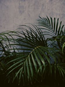 Preview wallpaper palm tree, plant, leaves, green