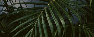 Preview wallpaper palm tree, plant, leaves, green