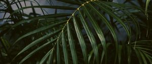 Preview wallpaper palm tree, plant, leaves, green