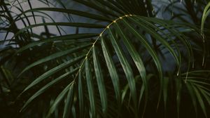 Preview wallpaper palm tree, plant, leaves, green