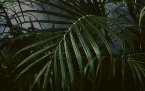 Preview wallpaper palm tree, plant, leaves, green