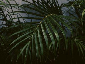 Preview wallpaper palm tree, plant, leaves, green