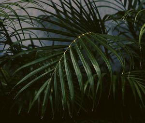 Preview wallpaper palm tree, plant, leaves, green