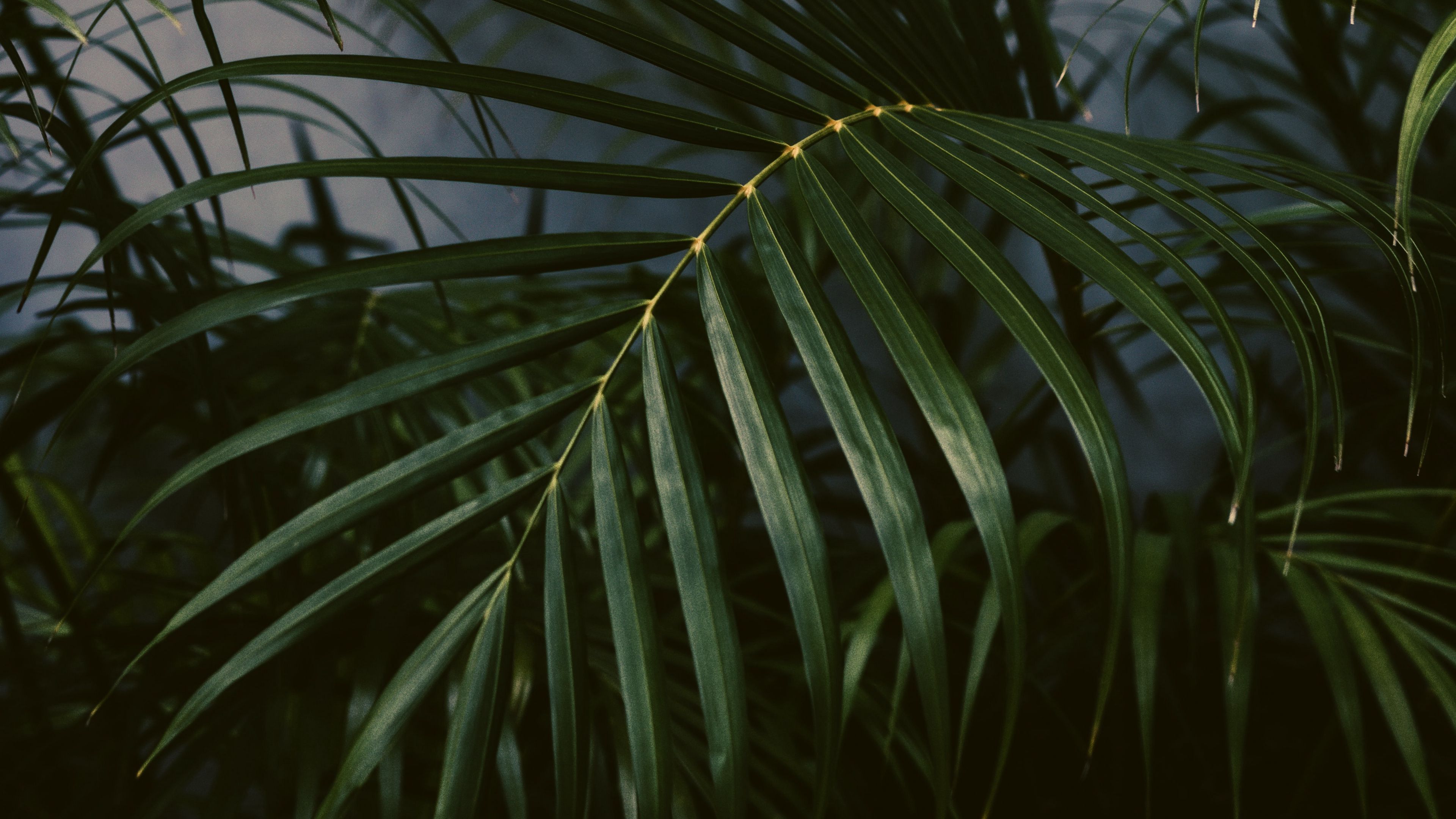 Download wallpaper 3840x2160 palm tree, plant, leaves, green 4k uhd 16: