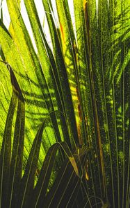 Preview wallpaper palm tree, plants, leaves, green, shadows