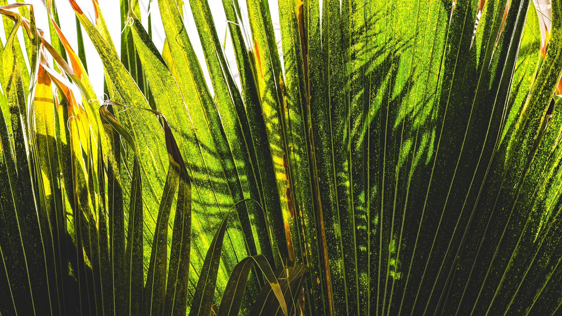 1920x1080 Wallpaper palm tree, plants, leaves, green, shadows