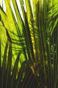 Preview wallpaper palm tree, plants, leaves, green, shadows