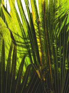 Preview wallpaper palm tree, plants, leaves, green, shadows