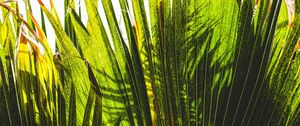 Preview wallpaper palm tree, plants, leaves, green, shadows