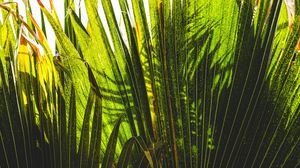 Preview wallpaper palm tree, plants, leaves, green, shadows