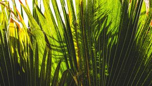 Preview wallpaper palm tree, plants, leaves, green, shadows