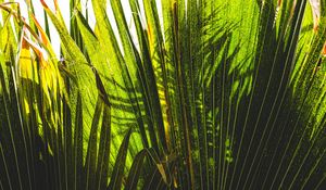 Preview wallpaper palm tree, plants, leaves, green, shadows