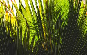 Preview wallpaper palm tree, plants, leaves, green, shadows
