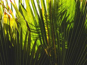 Preview wallpaper palm tree, plants, leaves, green, shadows