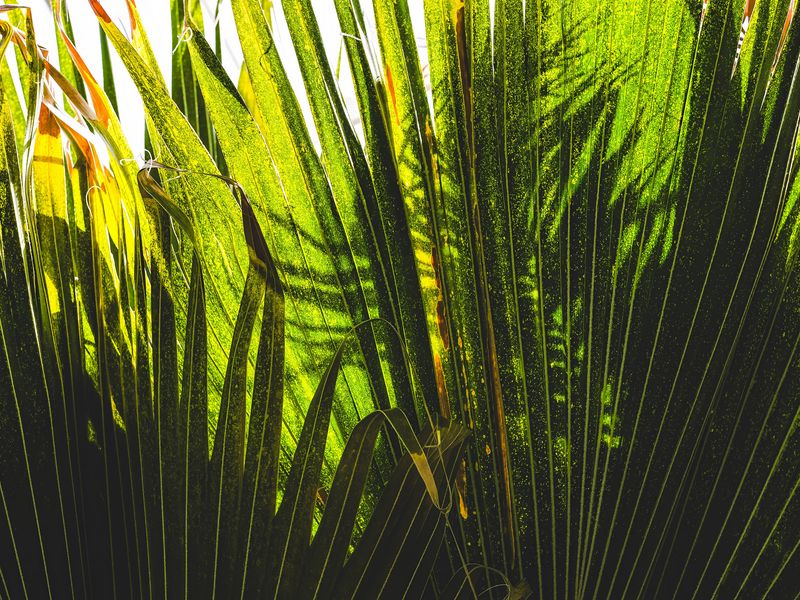 800x600 Wallpaper palm tree, plants, leaves, green, shadows