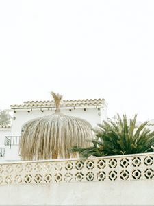 Preview wallpaper palm tree, plants, leaves, fence, architecture, white