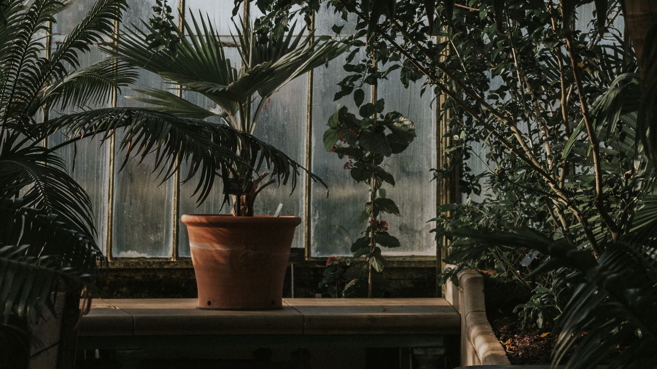 Wallpaper palm tree, pot, window, plants