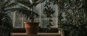 Preview wallpaper palm tree, pot, window, plants