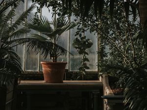Preview wallpaper palm tree, pot, window, plants