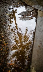 Preview wallpaper palm tree, reflection, wood, asphalt