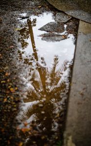 Preview wallpaper palm tree, reflection, wood, asphalt