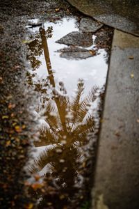 Preview wallpaper palm tree, reflection, wood, asphalt