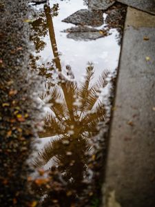 Preview wallpaper palm tree, reflection, wood, asphalt