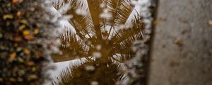 Preview wallpaper palm tree, reflection, wood, asphalt