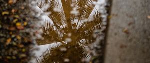 Preview wallpaper palm tree, reflection, wood, asphalt