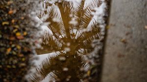 Preview wallpaper palm tree, reflection, wood, asphalt