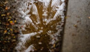 Preview wallpaper palm tree, reflection, wood, asphalt