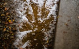 Preview wallpaper palm tree, reflection, wood, asphalt