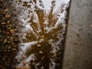 Preview wallpaper palm tree, reflection, wood, asphalt