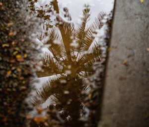 Preview wallpaper palm tree, reflection, wood, asphalt